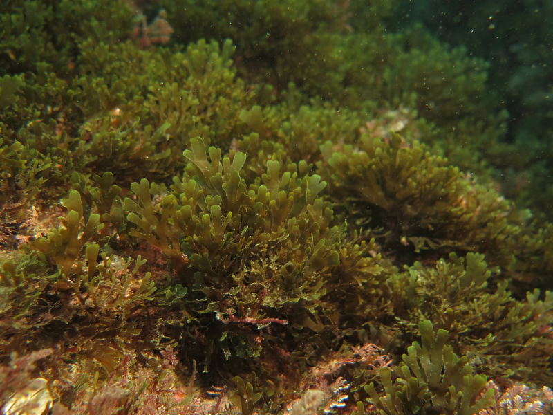 Alga Asiatica Imagen Alga Asiatica