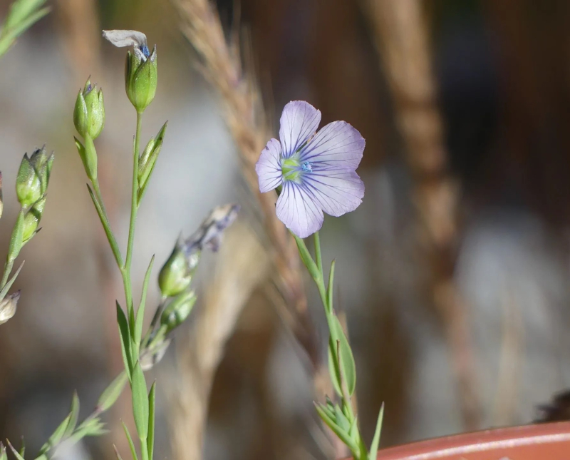 Linum bienne UGR Linum bienne