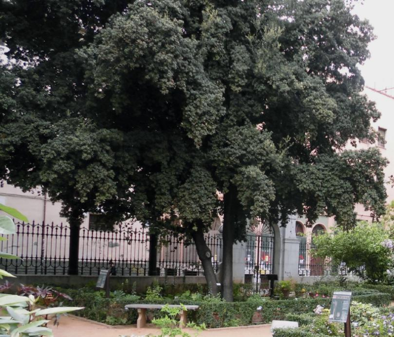 Encina_Jardin_Botanico_UGR Encina_Jardin_Botanico_UGR