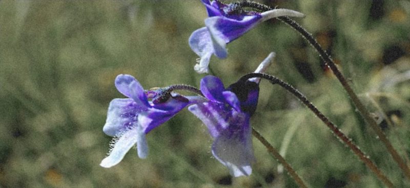orgullosos_plantas